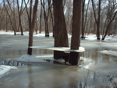 deformutilated:Ice suspended around a tree trunk after flood water has receded 