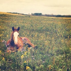 hazelwood-equestrian:My friend’s newest colt is adorable. Photo credit to Olivia E.