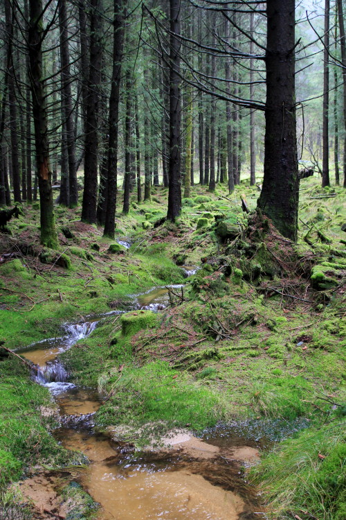 stephenearp: Fernworthy spruce