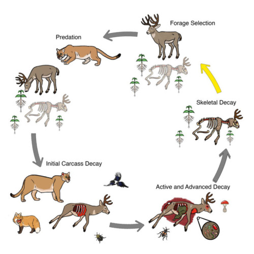 The Mountain Lions Are Unwittingly Practicing Witchcraft To Improve Their Hunting Chances And Leaving