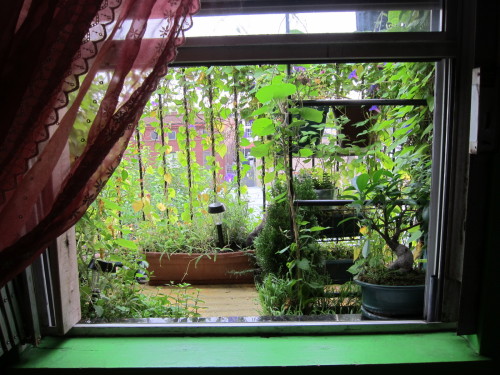 peachpup:  google image results for “fire escape garden”