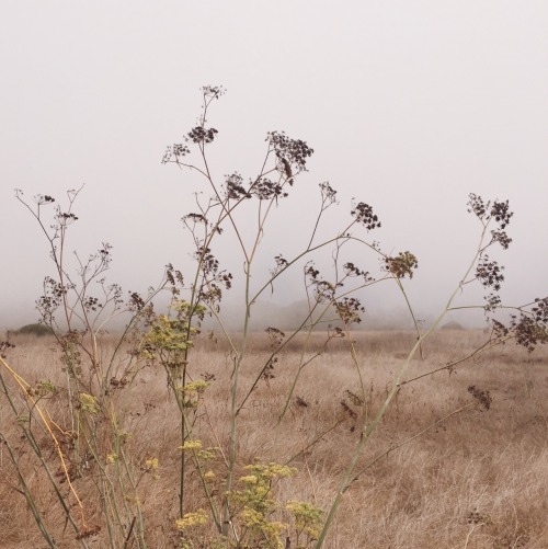 koahlakid:foggy