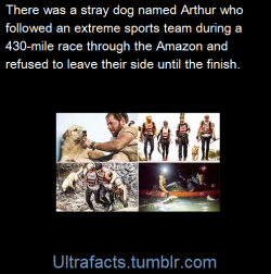 ultrafacts:  d0nt-do-quiet:  ultrafacts:  Team Peak Performance were sat down for a meal when they saw a stray dog. Mikael Lindnord fed the animal a meatball before the team carried on - but the scruffy creature followed them.They tried to get rid of