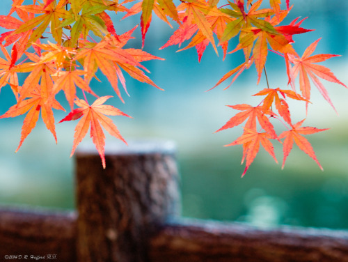 the-colors-of-tokyo:Autumn at Himonya LakeSmall Town Tokyo: Gakugeidaigaku