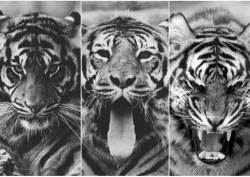 tiger on We Heart It http://weheartit.com/entry/82596712/via/jeni_julia_71