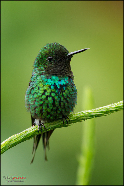 Porn photo flowerling:  Green Thorntail by Chris Jimenez