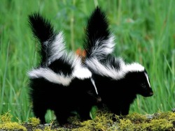 pbh3:  Skunks: kind of adorable. 