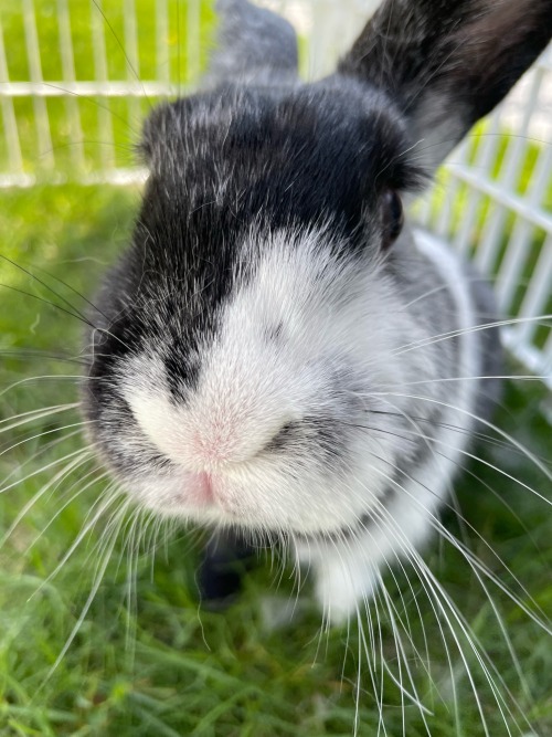 This Is Meeps. Because When Shes Angry She Goes Meep Meep Meep!!! She Is Very Smol And Has A Lot Of Tiny
