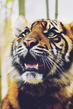 venvm:  Tiger Cub | by: { Brandon Silver }