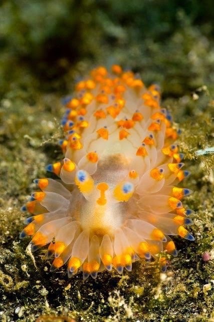 darkandlonelywaters:  magicofoceans:  “There are over 3,000 known species of nudibranchs, and scientists estimate that only half have been discovered so far. The creatures soft-body and short life span of 1 year make it possible for many of them to