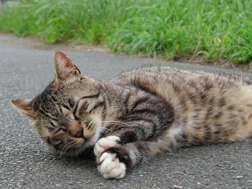 道路で完全に熟睡しているキジトラさん。ねこには人間の都合など関係ないからね。でも危ないよー！雲のように白いねこさん。青空の下で何を見る。