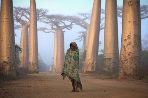 Lost in Time: An Ancient Forest. Avenue du Baobab, Morandava, Madagascar. Photo and caption by Ken T