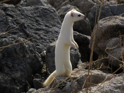 typhlonectes:LONG-TAILED WEASEL IN ERMINE- Great Basin, Utah, USALong-tailed Weasel (Mustela frenata