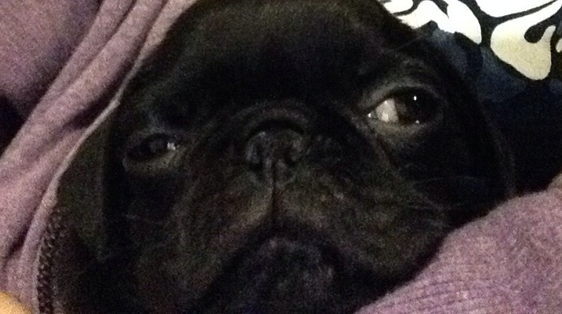 jaennaration:  I miss this crazy pug.  