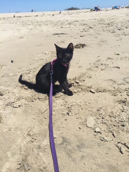 Ripley’s first trip to the beach was a success!!!(submitted by shhmenna)
