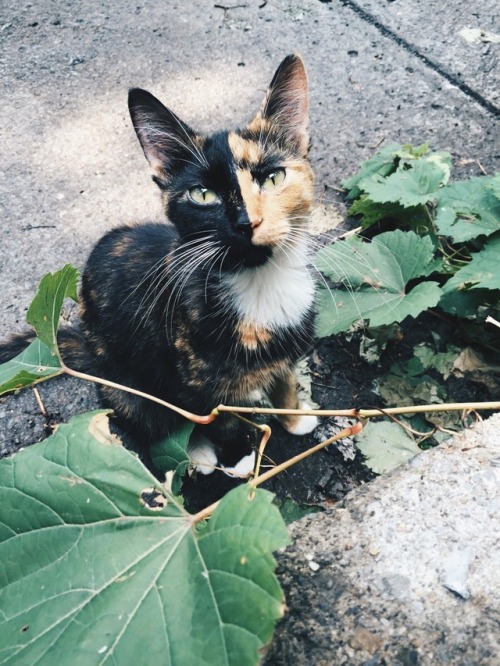 My neighbor&rsquo;s cat, Beelzebub, and her Harvey Dent face, 2015  Photography  