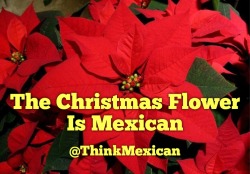 thinkmexican:  The ‘Christmas Flower’ Is Mexican  What does poinsettia mean and where is this flower originally from?  The name poinsettia refers to Joel Roberts Poinsett, an American diplomat who brought the flower to the United States from Mexico