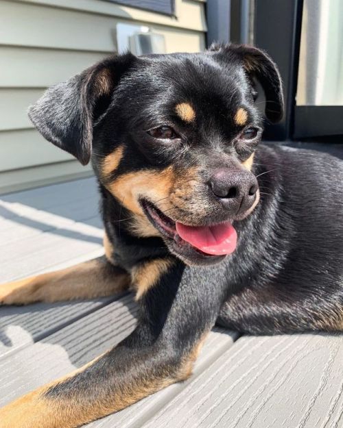 + long weekend + • • • • • | #blackandtan #yegdog #yeg #longweekend #deckchilling #furbaby #canineso