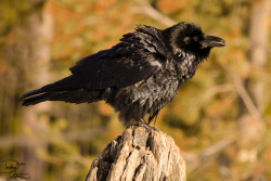 iheartcrows:  Raven sooper floof by DeeOtter