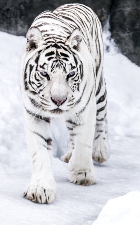 magicalnaturetour:  White Tigress III by *OrangeRoom 