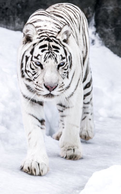 gl0vving:  White Tigress III by OrangeRoom 