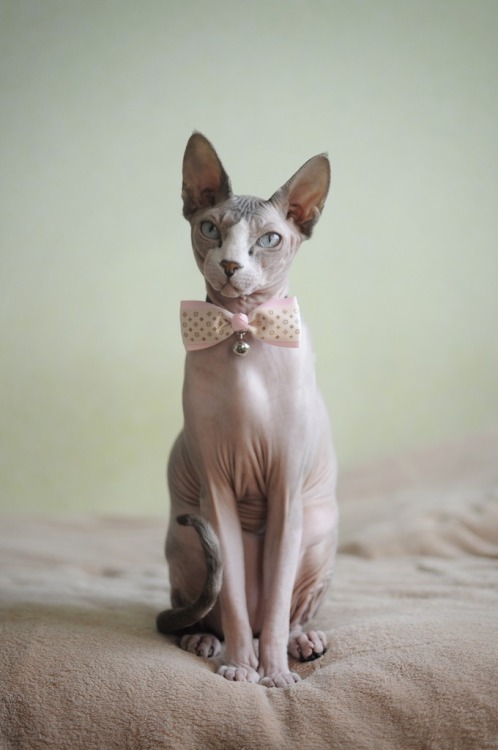 sphynx cat