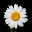 onethousanddaisies-blog