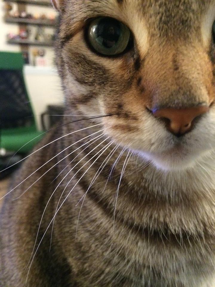 cat-overload:  She doesn’t understand personal space.  I love when they don&rsquo;t
