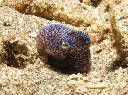 realmonstrosities:  Bobtail Squid (Sepiolidae)