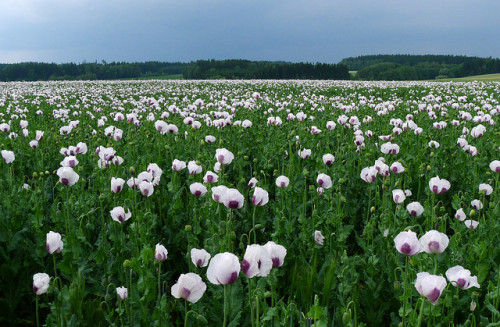 Poppy fields close to Přibyslav by Gregor Samsa on Flickr.