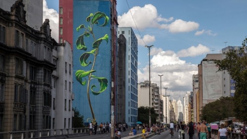 thepenumbrasshadow: honeythistledesigns: itscolossal: Soaring Murals of Plants on Urban Walls by Mon