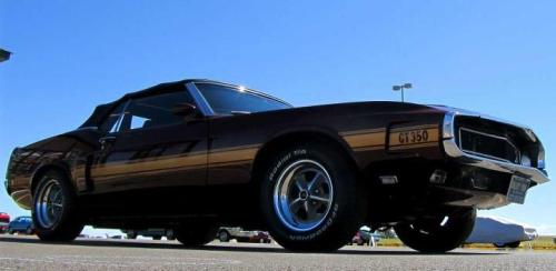 inked4life71:  1969 Shelby GT 350 Convertible adult photos