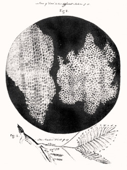 Représentation de la cellule dans la micrographie de Robert Hooke (1665) | Représentation d’une cellule humaine aujourd’hui, via résonance magnétique nucléaire et microscopie cryoélectronique.