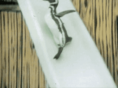 gameraboy:  Having a bad day? Please enjoy these penguins on a water slide! 