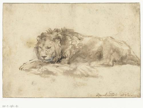 Reclining Lion, by Rembrandt Harmenszoon van Rijn, Rijksmuseum, Amsterdam.