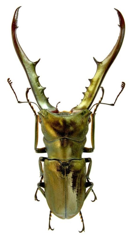 So many stag beetle sons, so little time! Look at their fancy antlers