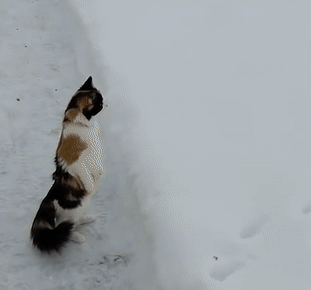 thenatsdorf: “What is this stuff?” [source]