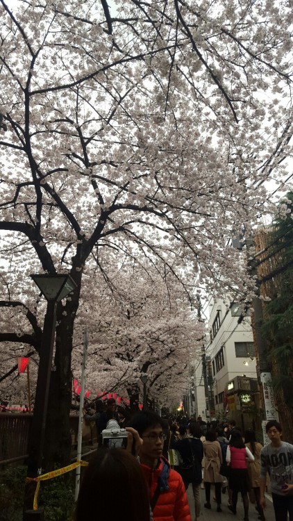 A few hanami impressions, text post will follow tomorrow :3