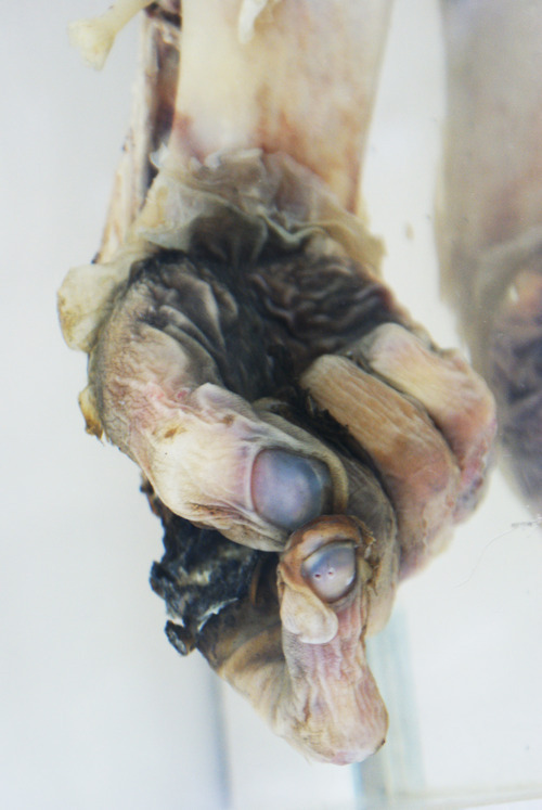 mortem-et-necromantia:  Artist Mia Jane-Harris takes close ups of human cadavers in a series called “Your Corpse is Beautiful.”  http://www.mia-janeharris.co.uk/#/beautiful-corpse/4572846921 