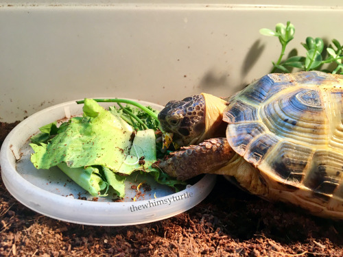 Mom has returned—with dandelions and clover for me!  While Mom has been gone, Granddad refused to gi