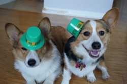 gladosandwheatley:  Happy Saint Patrick’s