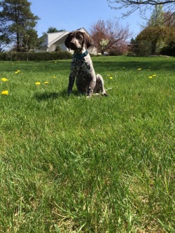 li-gong:  this is my neighbours’ new puppy,