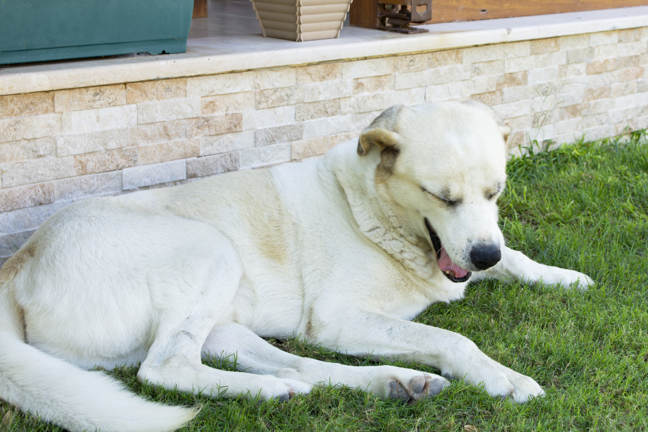   Bütün gece havla, peşle bütün yabancı köpekleri, böyle bütün gün 