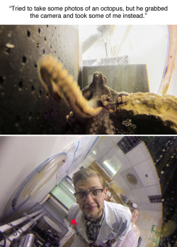 shellysbees:transparasite:tastefullyoffensive:(photos by Bill Watterson and an octopus)I think this is the best scientist photograph I have ever seen.But people didn’t believe him on reddit. So Watterson made the photo sequence into a gif.