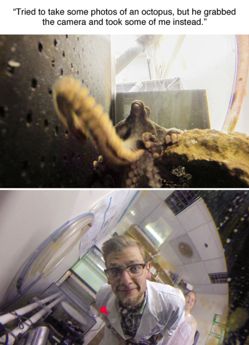 shellysbees: transparasite: tastefullyoffensive: (photos by Bill Watterson and an octopus) I think t