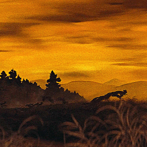 classicfilmcentral:The Mad Fox  ‘恋や恋なすな恋’  (1962) dir. Tomu Uchida