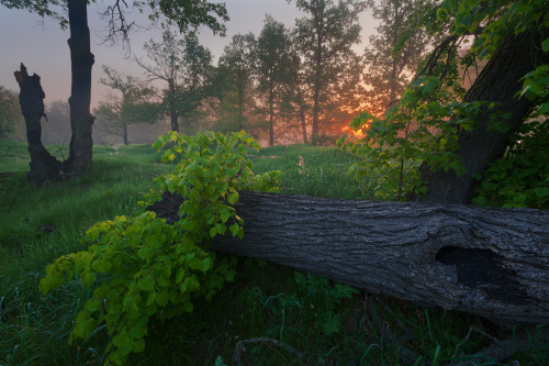 XXX magic-spelldust:  by Сергей Ершов photo