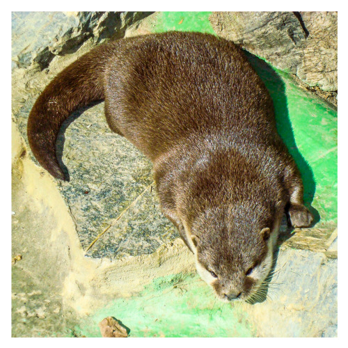 Fluffy Otter