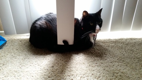 danny-phantogram: danny-phantogram: Lefty likes the blinds. @mostlycatsmostly