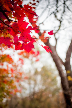 autumncamera:Photogenic branch